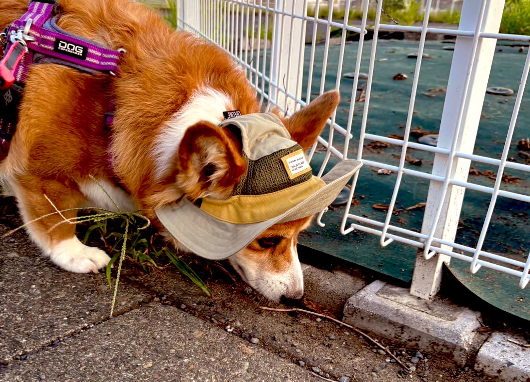 毎日可愛いが更新されるうちの犬ですが、最近は飼い主の言ってる事を