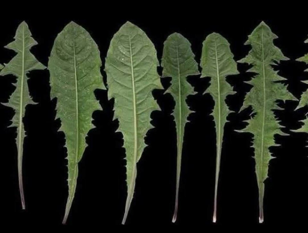 🌿İnanılmaz. Artık Monsanto'nun neden karahindibaların peşine düştüğünü biliyoruz: 
"Her bahçede bulunan bu bitkinin tek bir yaprağı bile hayatınızı bir dakikada kurtarabilir, ancak sadece bazı insanlar nasıl kullanılacağını biliyor! Sadece 48 saatte lösemi hücrelerinin %96'sına