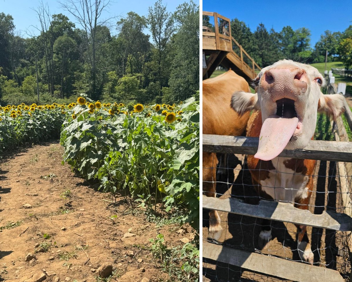 We had such a great time at our annual Nisivoccia Company Picnic at Alstede Farms! It was a gorgeous day filled with peach picking, exploring the sunflower farm, and visiting animals. Thank you to all our colleagues and their families who joined us and made the day so special.