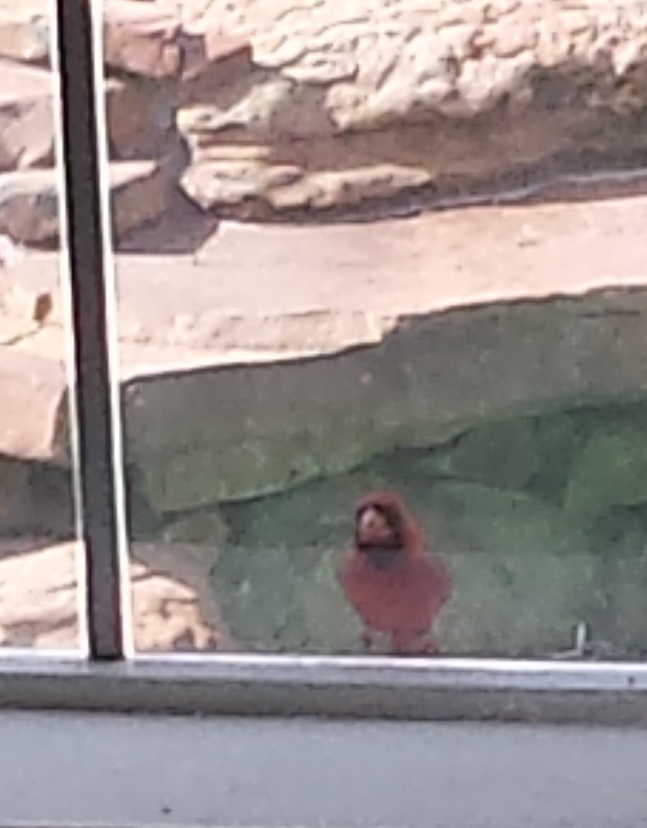 Cardinal in the window.