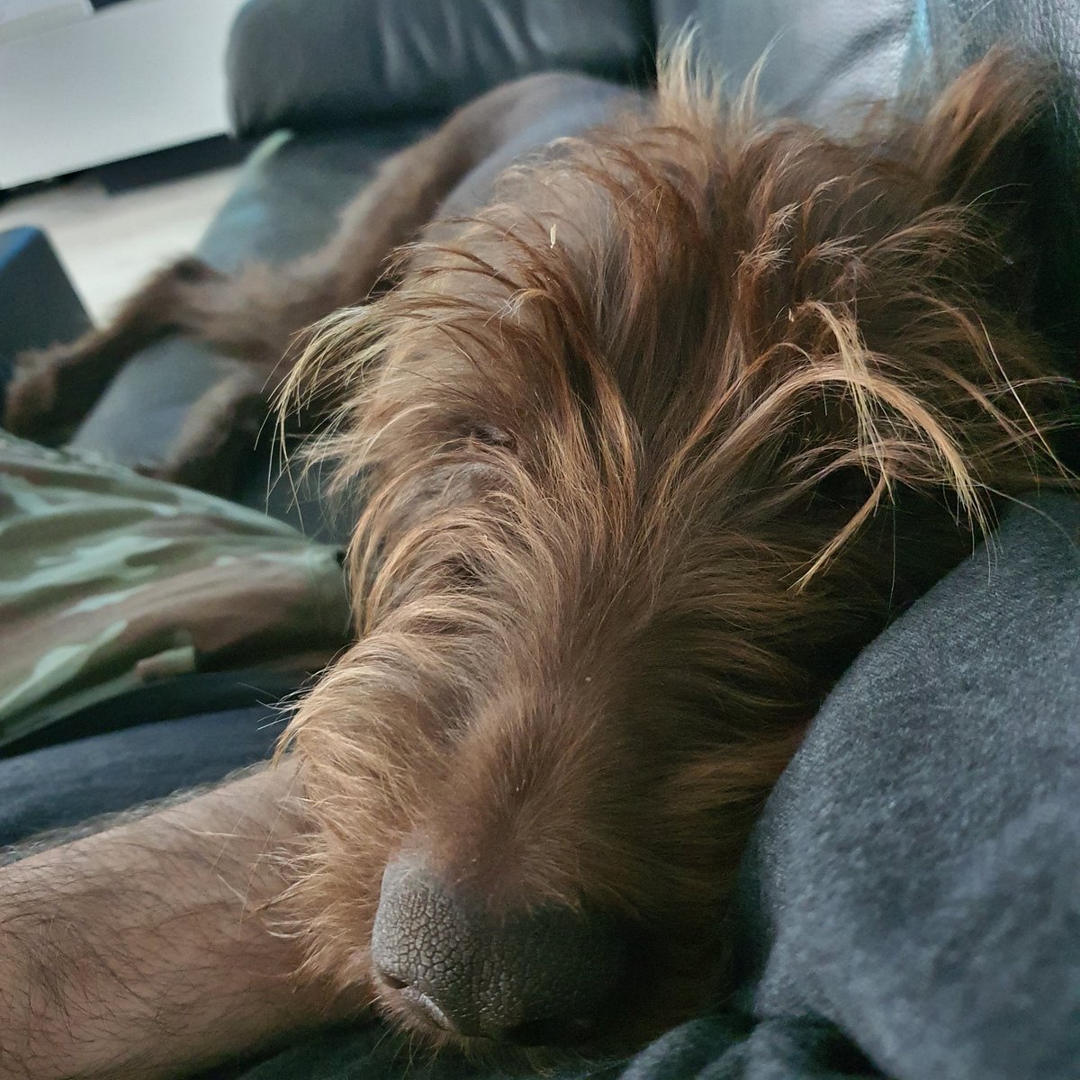 Jetta ist alle vom Apportiertraining, wo wir jetzt Freitags immer mitmachen. 😊