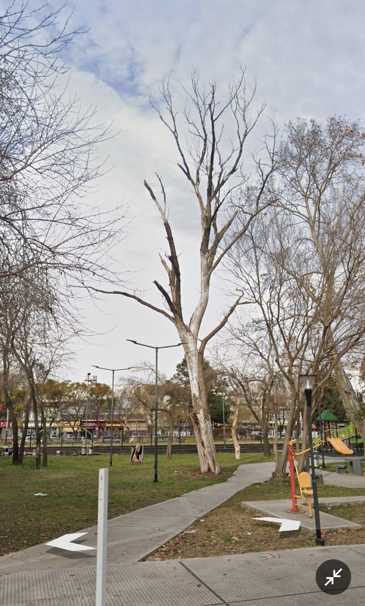 P_LVacca's tweet photo. @dievalen Bla bla bla... con el Estado que "funcione", pero vos no fuiste capaz en mas de un año y medio de varios reclamos míos y hasta de Romina Caparotta de sacar este arbol seco qué es un peligro para quienes transitan o comen en las mesitas de plaza Estac. Palomar. Fuente: Maps 2025 https://t.co/YupV80W9DI