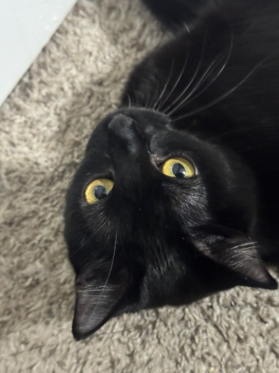 kayci ⭑ tweet media