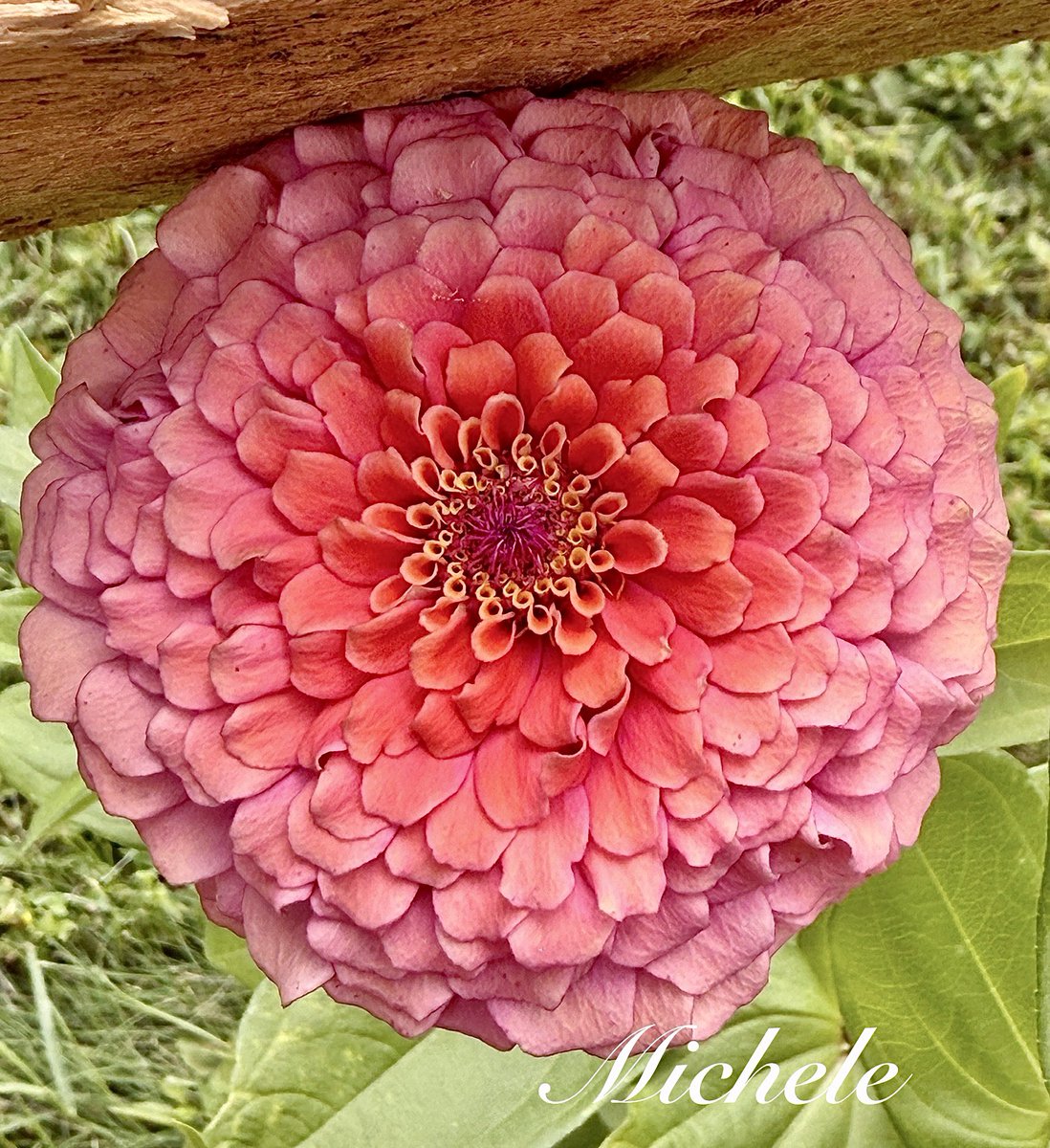 A sweet Peek a Boo #PinkFriday🤗🫣😉 Have a wonderful weekend everyone!    🩷🌸💗 #FlowersOnX #FlowersOnFriday #flowers #GardeningX #mygarden #GardeningTwitter #gardening #pinky #flowerphotography #NatureBeauty #Zinnia #FlowersOnX #flowerlove