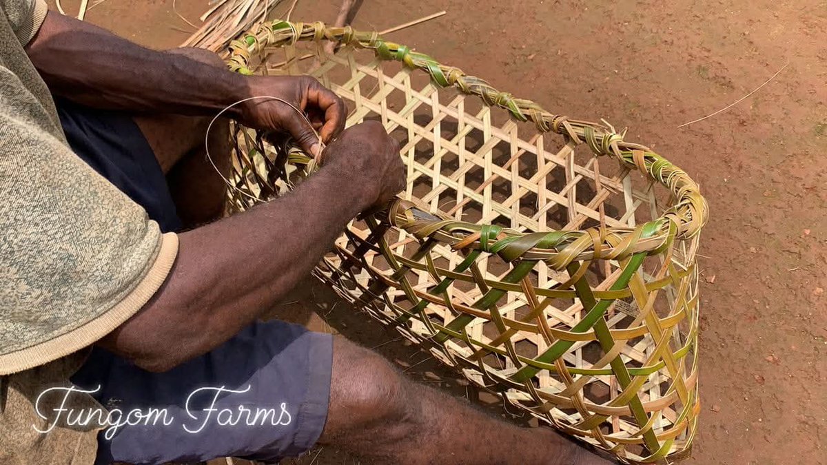 FungomF's tweet image. In the #Mekaf village, Fungom Subdivision of Cameroon 🇨🇲 David #transforms locally sourced bamboo to produce baskets that serve in transportation of farm produce and animals. A skill he&apos;s been able to live from and sustain his family with the proceeds he gets from the business