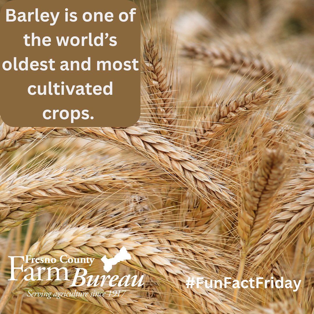 #California #barley grows in the Sacramento and San Joaquin valleys, first grown in the state as far back as 1771.
#FCFB #FunFactFriday #FarmFactFriday #CAGrown