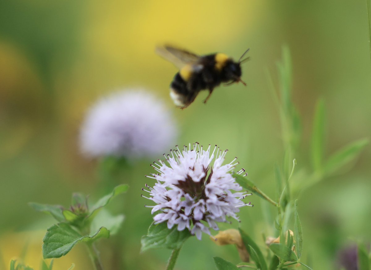 High summer in southern England