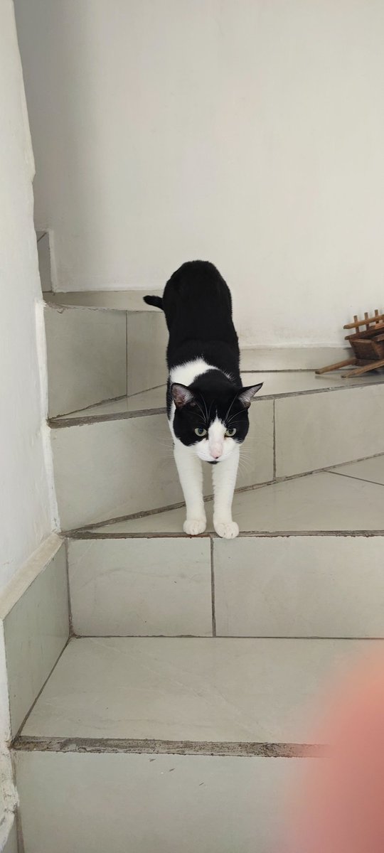 Helioskrill3's tweet photo. @lum1nos You wanna see my cat? https://t.co/9JSvDcEO0n