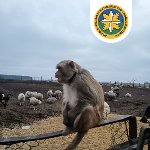 Rhesusaap Bazile werd illegaal gehouden op een boerderij in Litouwen, waar ze zat vastgebonden tussen de schapen. Nu is ze naar AAP gebracht, na tijdelijk te zijn opgevangen door Wildlife Centre van de Litouwse Universiteit voor Gezondheidswetenschappen &gt; bit.ly/RhesusaapBazile