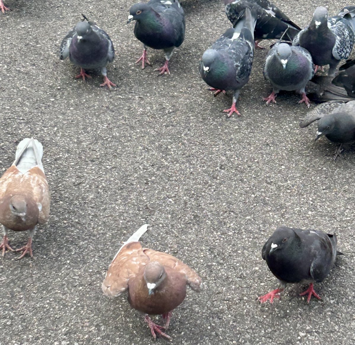The pigeon gang decided to accompany me as I walked. James and Milly are at the front. Bubbles was there. People watching were amazed.