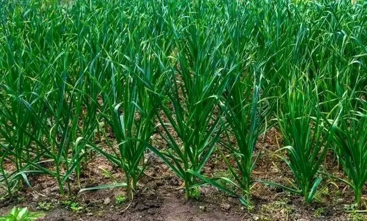 Usanande's tweet photo. #GarlicFarming 🧄

Investing in garlic farming is a smart move because it requires low input, grows in many soils, has strong demand in food and medicine, and offers high profits in a short season. It’s a crop with lasting market value and great returns. https://t.co/jRMp2N2DuM