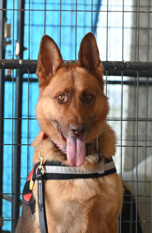 84DogsHelp's tweet image. 🐾 Meet Scout, Veteran Ken’s service dog and everyday hero.
With eyes full of heart and a vest worn with pride, Scout reminds us what true service looks like.
Support the bond that saves lives. 💙
#ServiceDogStrong #WorkingDogsForVets #ScoutTheHero #VeteranSupport