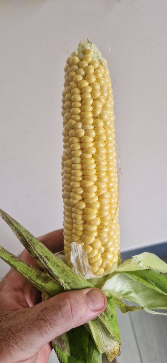 EamonnRyan77's tweet photo. @GWandShows 

Great year for sweetcorn https://t.co/6Ml8ciaXLP