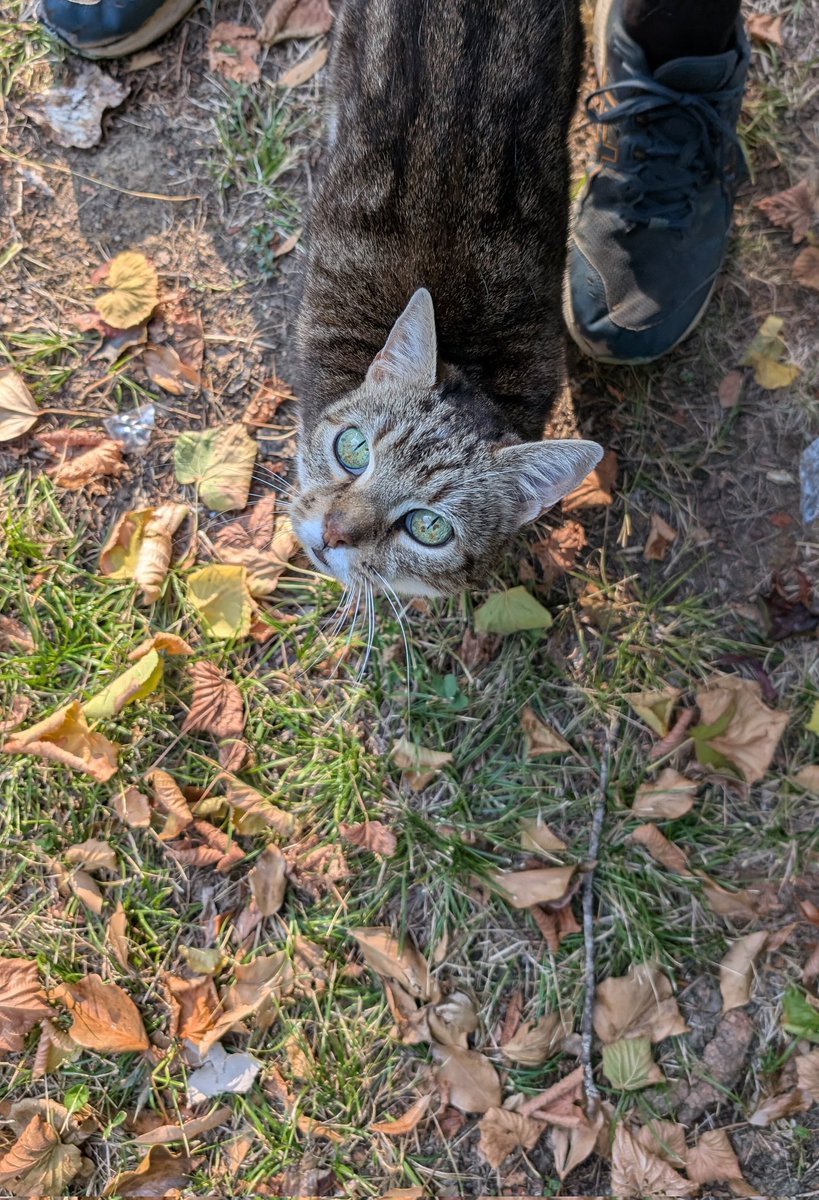 Weaponized Kradouk's Autism tweet media