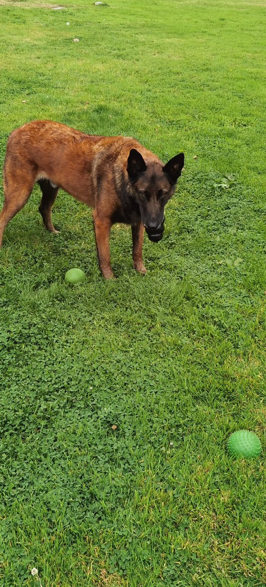 A great suprise for Zach🐺🐊 when we got home today from <a href="/Heropawsuk/">HERO PAWS</a> 👍😀  It took him only seconds to break into the box 🙄🤣🤣🤣🤣🤣🤣