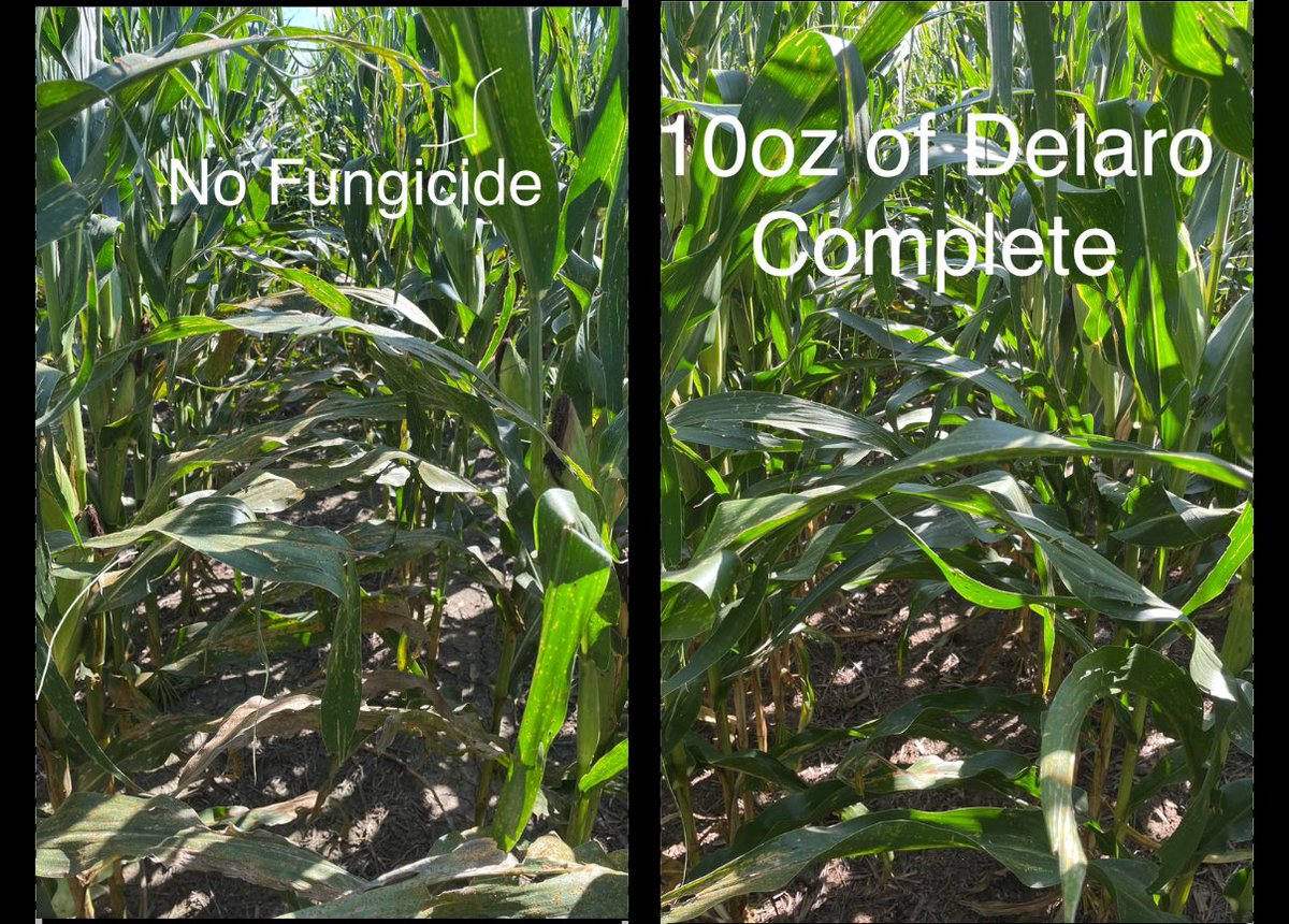 Seeing is believing: Untreated crops show Southern Rust and Tar Spot, while 10 oz of Delaro Complete keeps plants healthy and strong