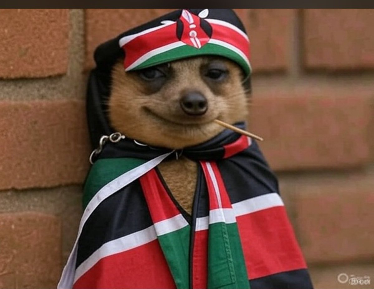 MacOtani's tweet photo. Jirani wanajua we are supporting Morocco kweli? 🤣 #HarambeeStars
#CHAN2024 https://t.co/hJAhEl86Oj