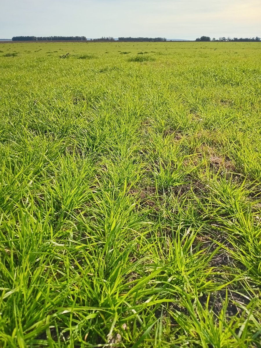 agromil_ltda's tweet photo. Semillero Raigrás Estelar sembrado a fines de mayo con Microstar. 👌 Listo para la aplicación de urea. 📍 Alférez, Rocha. 👥 @RizobacterU – Agromil.
#MicrostarRaigras #RizobacterUruguay https://t.co/mM78NjR4Rz