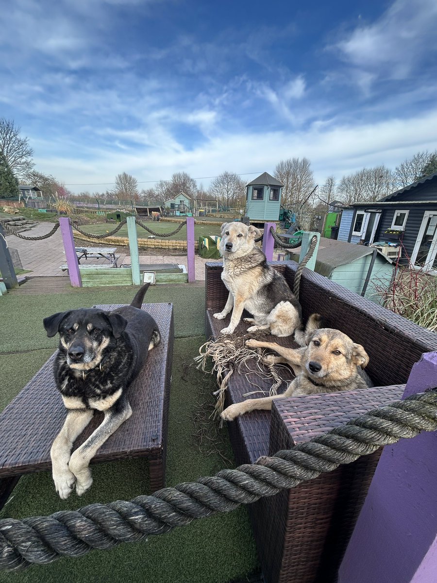 We should be writing Sid’s adoption post this week. Instead, we share the devastating news that Sid has lost his life after escaping from a groomers 💔💔💔 We can’t quite believe we are writing that.

Very quickly the wonderful expert dog capture team who help so many got busy