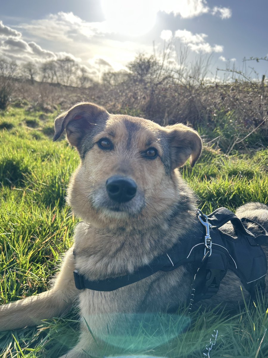 Dogs 4 Rescue tweet media