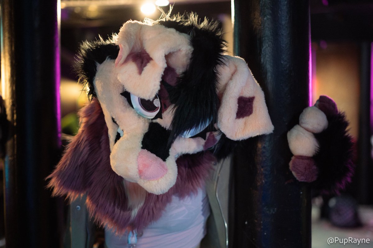 Your girl is pleading for you to come join her <a href="/Aberacon/">Aberacon</a> tomorrow. Do you accept her pleading paws?

#FursuitFriday
📸 <a href="/PupRayne/">PupRayne</a>