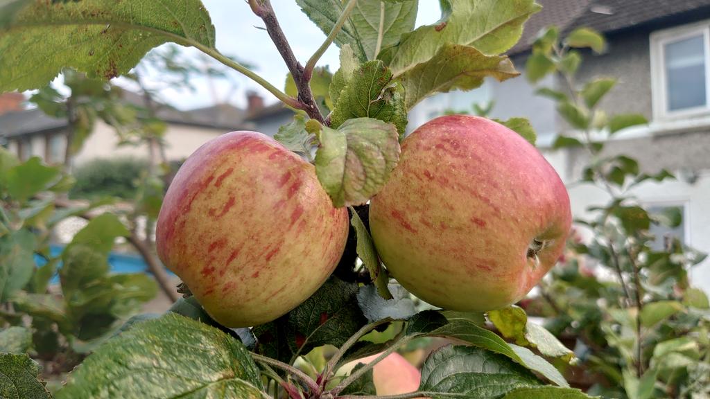 Kathleen W. Yeates tweet media