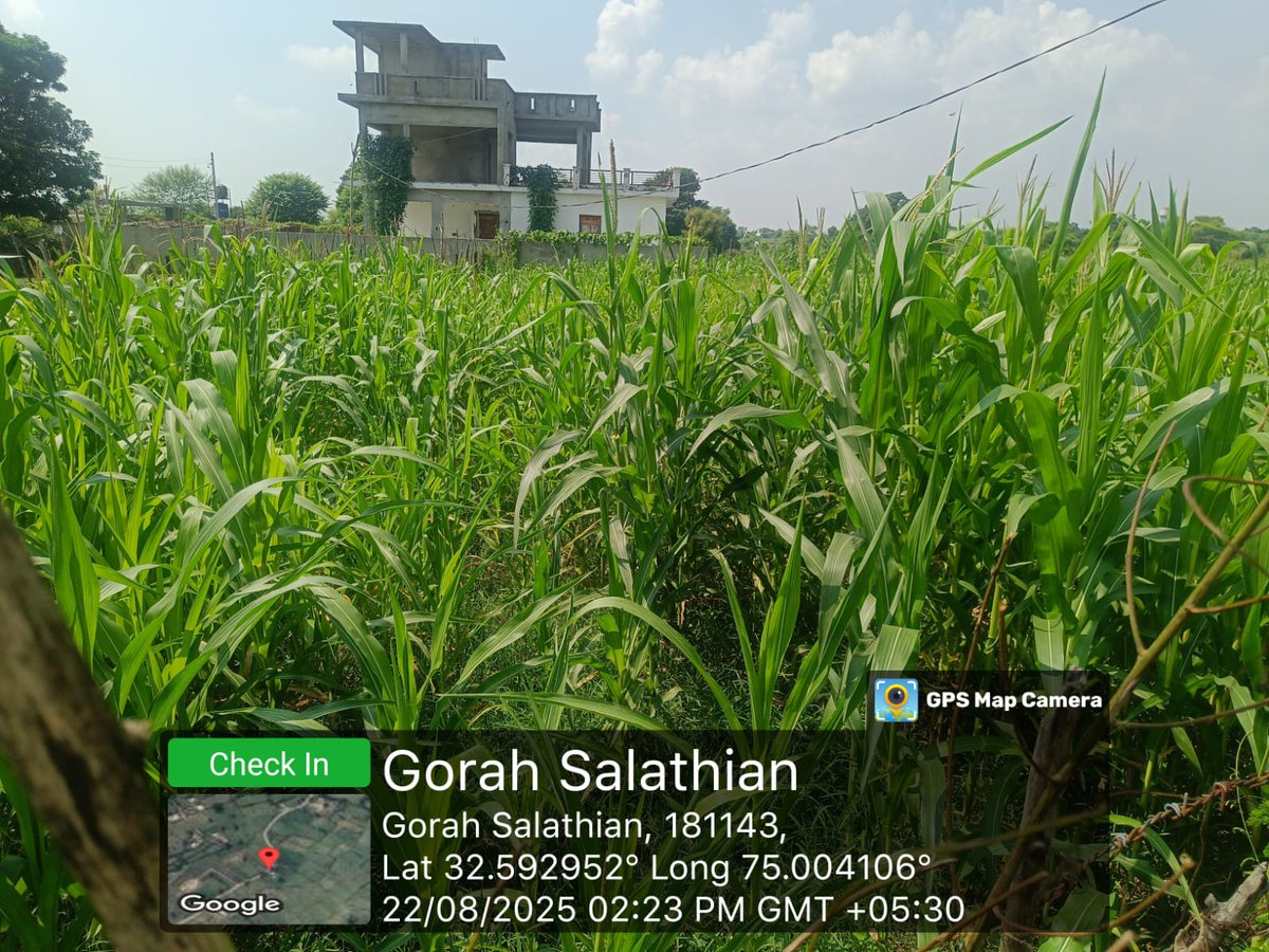 KVK Samba@OFFICIAL (@sambakvk) on Twitter photo Field visit in panchayat Sangwal ,Samba <a href="/AgriGoI/">Agriculture INDIA</a> <a href="/atari1icar/">ICAR-ATARI, Ludhiana</a> <a href="/ChouhanShivraj/">Shivraj Singh Chouhan</a> <a href="/diprjk/">Information & PR, J&K</a> <a href="/PMOIndia/">PMO India</a> <a href="/radionews_jammu/">Akashvani News Jammu</a> <a href="/SKUASTJammu/">SKUAST- Jammu</a> Field visit in panchayat Sangwal ,Samba <a href="/AgriGoI/">Agriculture INDIA</a> <a href="/atari1icar/">ICAR-ATARI, Ludhiana</a> <a href="/ChouhanShivraj/">Shivraj Singh Chouhan</a> <a href="/diprjk/">Information & PR, J&K</a> <a href="/PMOIndia/">PMO India</a> <a href="/radionews_jammu/">Akashvani News Jammu</a> <a href="/SKUASTJammu/">SKUAST- Jammu</a>