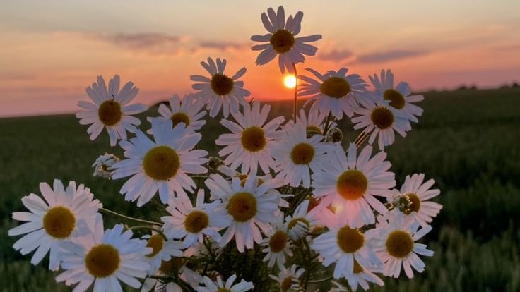 greenvibe's tweet photo. daisy. https://t.co/NulokSxlxM