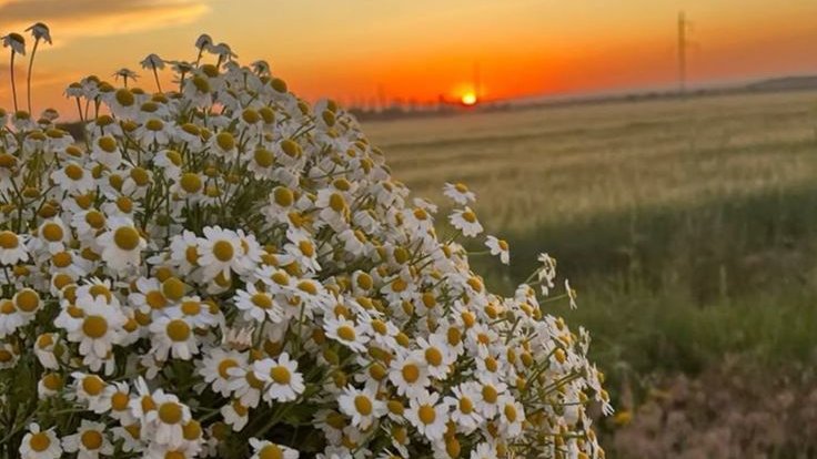 greenvibe's tweet photo. daisy. https://t.co/NulokSxlxM
