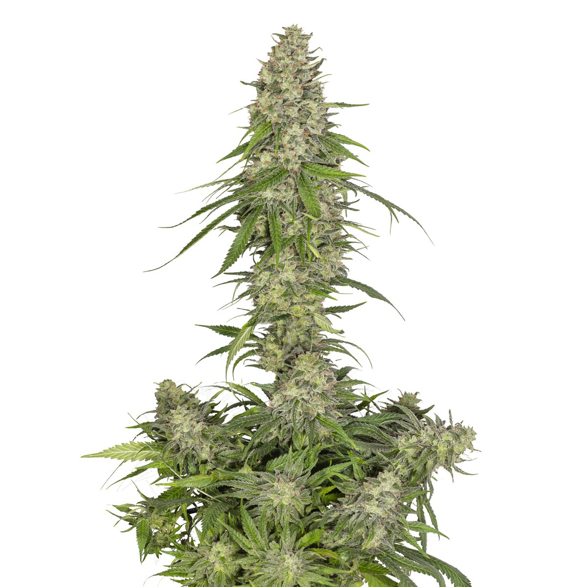 Greenseedtests's tweet image. Sour Banana OG x Black in Black de @GreenbudSeeds
un cruce muy chulo, ya solo bebe agua con encimas, va a ser una buena cosecha, se ha dado bien aunque con el calor dio mas trabajo, el aspecto es excelente, esta llena de tricomas rellenos de resina, pronto disfrutare de ella.