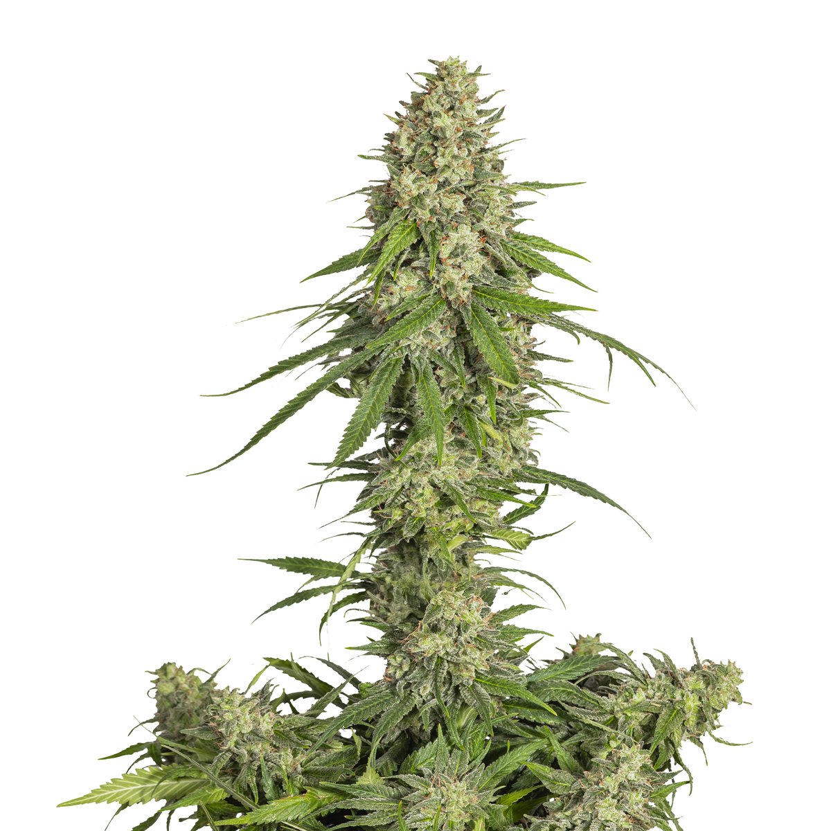 Greenseedtests's tweet image. Sour Banana OG x Black in Black de @GreenbudSeeds
un cruce muy chulo, ya solo bebe agua con encimas, va a ser una buena cosecha, se ha dado bien aunque con el calor dio mas trabajo, el aspecto es excelente, esta llena de tricomas rellenos de resina, pronto disfrutare de ella.