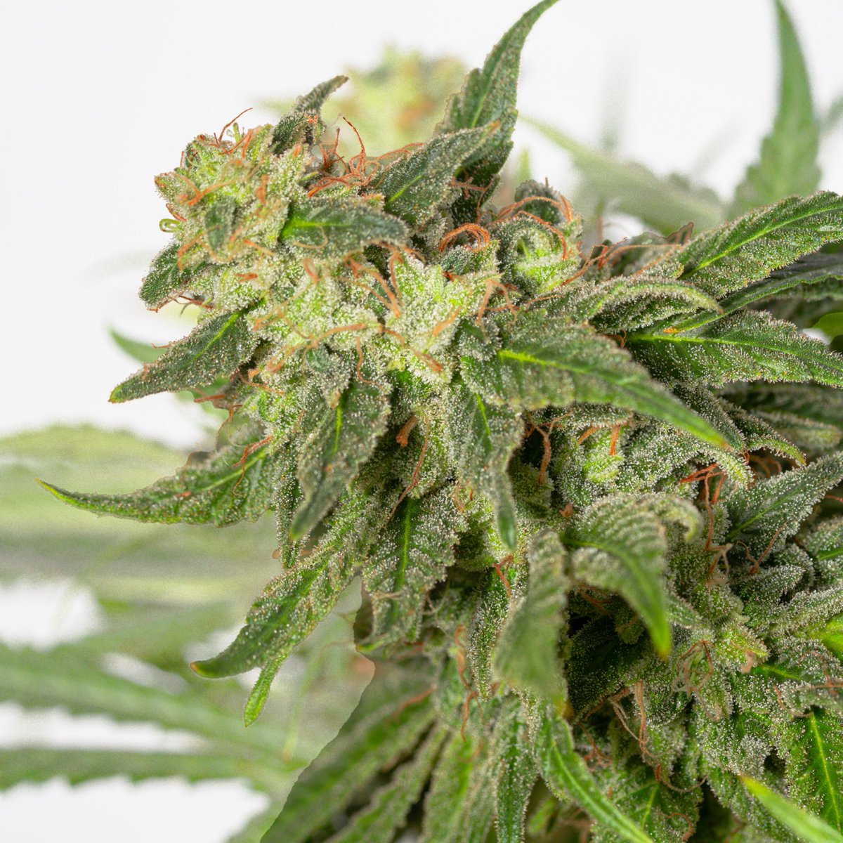 Greenseedtests's tweet image. Sour Banana OG x Black in Black de @GreenbudSeeds
un cruce muy chulo, ya solo bebe agua con encimas, va a ser una buena cosecha, se ha dado bien aunque con el calor dio mas trabajo, el aspecto es excelente, esta llena de tricomas rellenos de resina, pronto disfrutare de ella.