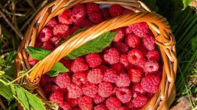 greenvibe's tweet photo. Wild summer berries https://t.co/p4Ew0Yl6gj