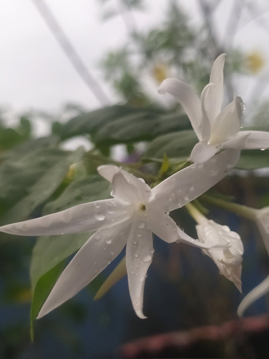 itschumki's tweet photo. বৃষ্টিস্নাত শুভ্রতা 🤍😍 https://t.co/UU8whz11qr