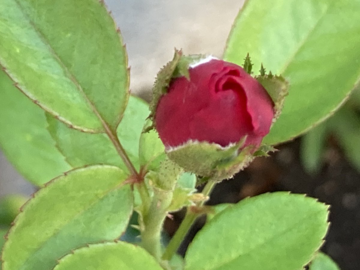 ⚡真夜中の必殺早業仕事人帰宅(*'▽')🌷

8月23日（土）週末🌷

処暑
天ぷらの日
奴隷貿易とその廃止を記念する国際デー
白虎隊自刃の日
湖池屋ポテトチップスの日
油の日
はつみ（823）の日
ディック・ブルーナの日
国産小ねぎ消費拡大の日
乳酸菌の日
不眠の日
一遍忌