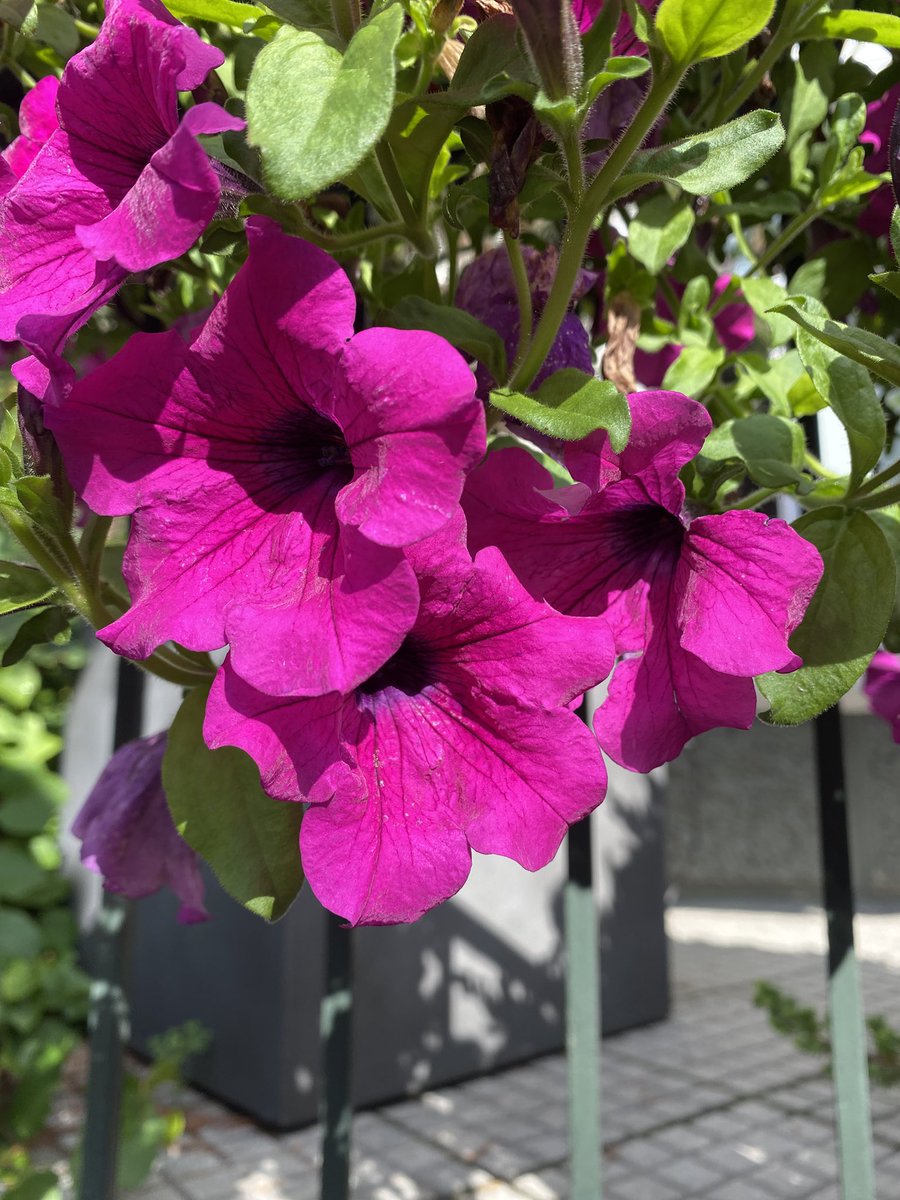 Sonia Zuccaro tweet media