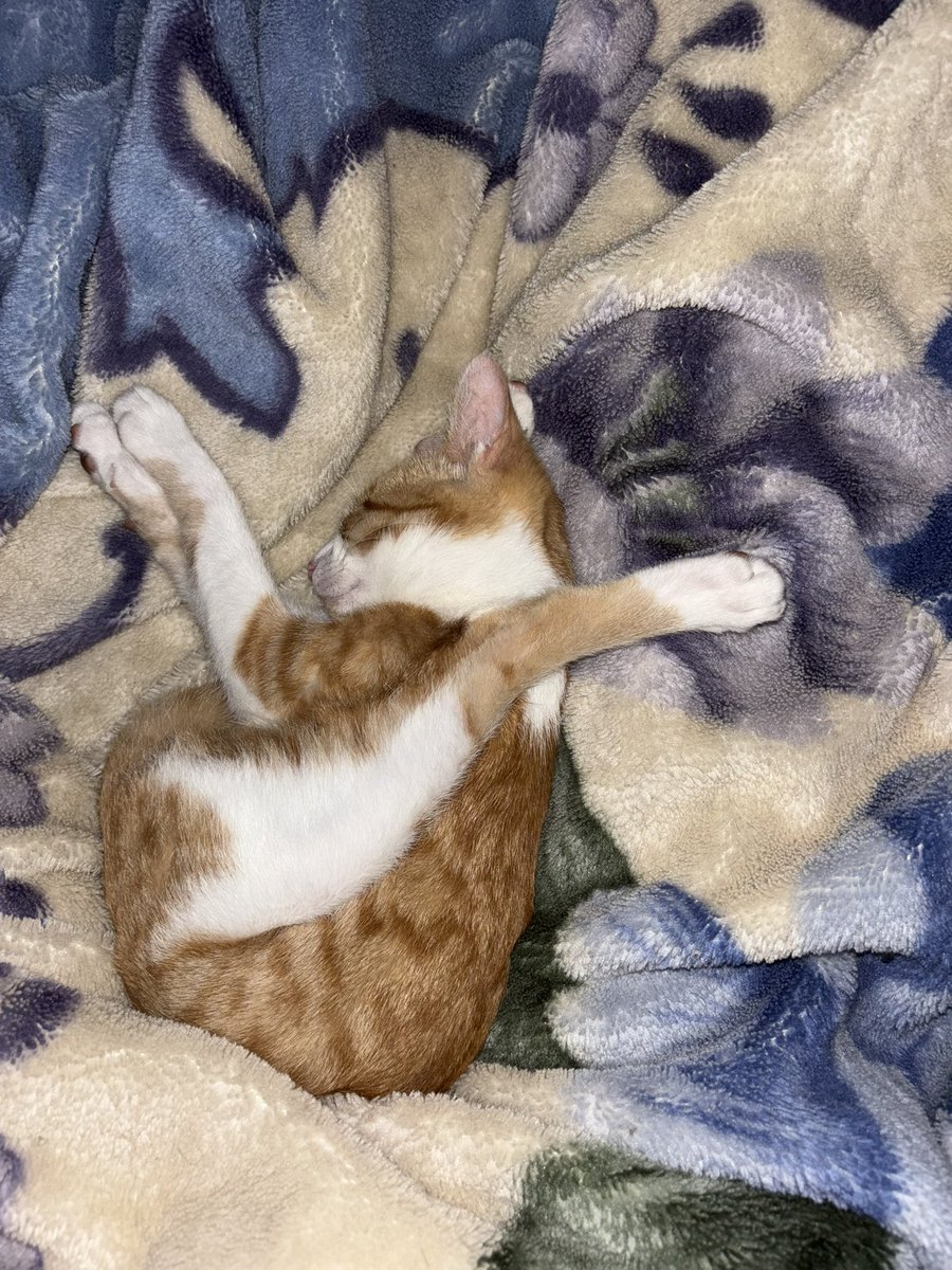 o jeito que a criatura dorme