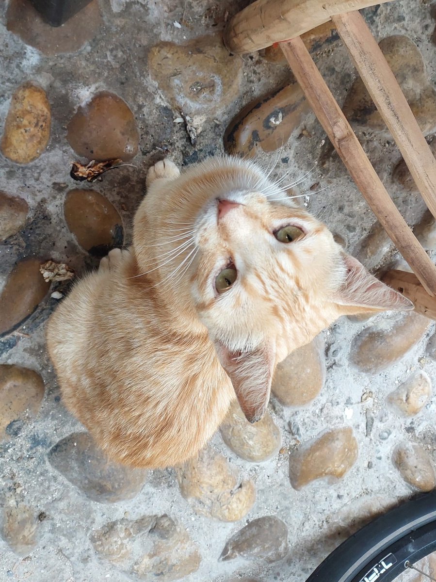 StarstrikerAC's tweet photo. Se acusa a este gato de acosarme en mi comida, un gran tipo pero quiero comer yo https://t.co/8DSIUYkh4D