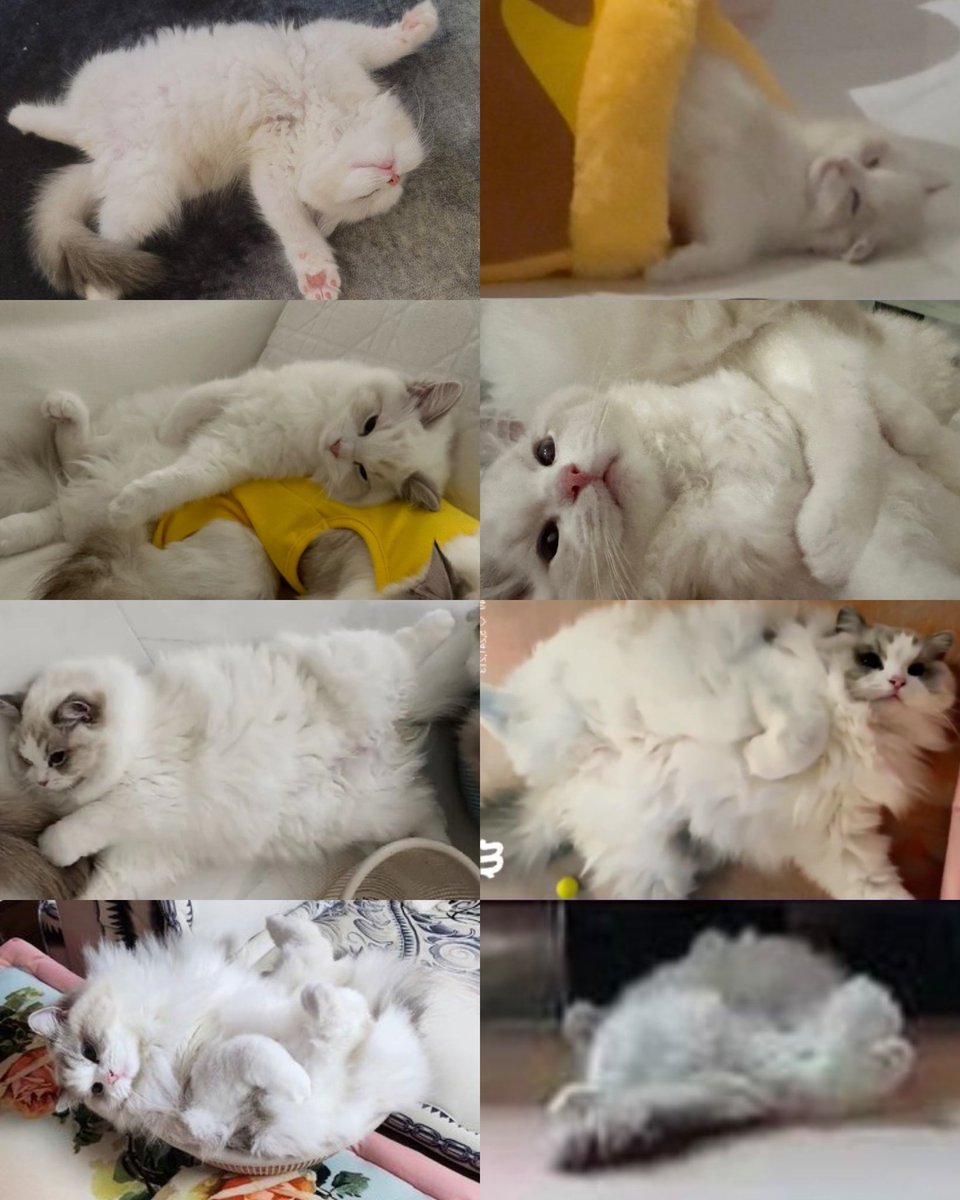 キラリ✨คุนนู๋น้องลูกเน้กโกะจัง🐈👑✨ tweet media