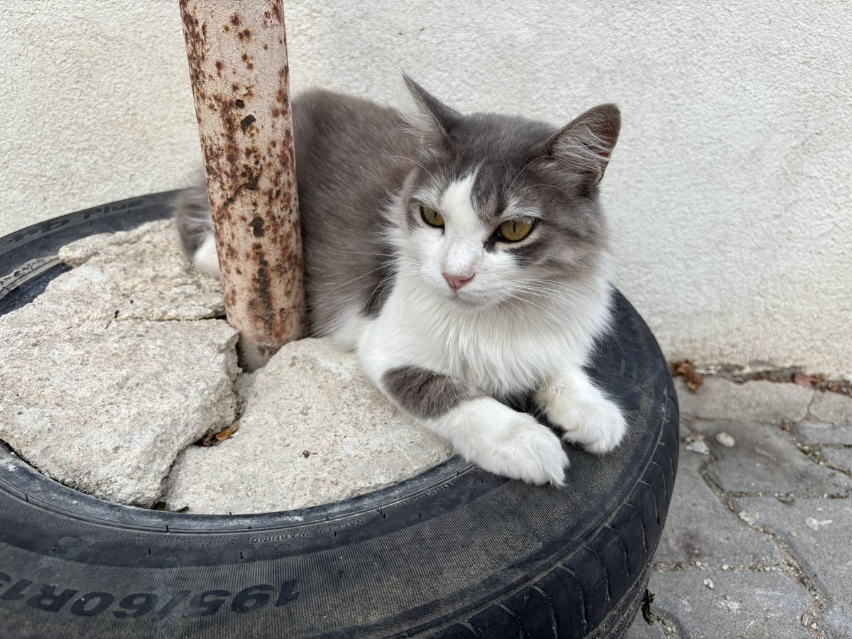 bugün galiba bi pamuk prenses gördüm