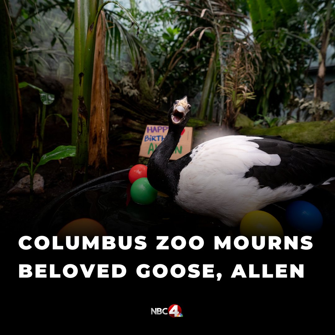 nbc4i's tweet photo. The Columbus Zoo and Aquarium lost a longtime friend Friday: Allen, a magpie goose. https://t.co/gwwDZYVoJ3 https://t.co/DUS8jTuFYx