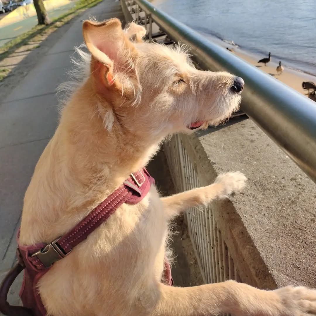 jacques_behar's tweet photo. Bobby Appreciation Post
๐ถ๐พ๐ถ๐พ๐ถ๐พ
#BobbyTheHappyDoggy #LabTerrierMix https://t.co/w4Ip6lyERS