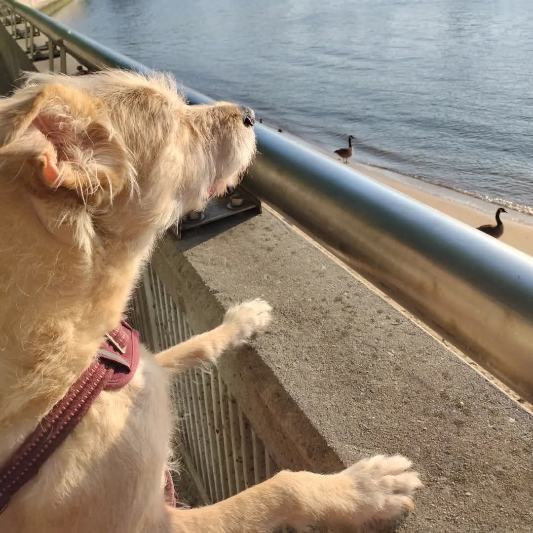 jacques_behar's tweet photo. Bobby Appreciation Post
๐ถ๐พ๐ถ๐พ๐ถ๐พ
#BobbyTheHappyDoggy #LabTerrierMix https://t.co/w4Ip6lyERS