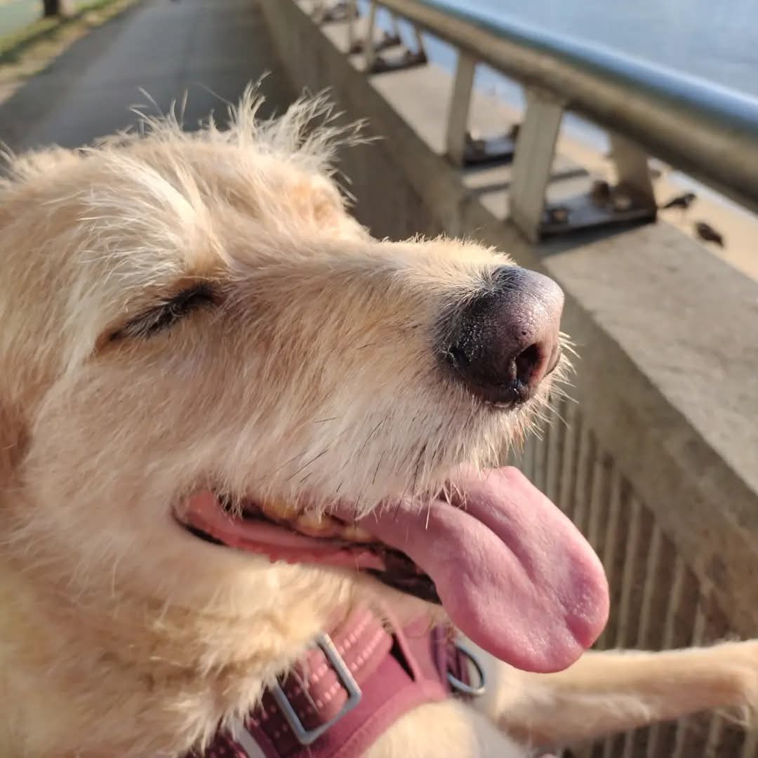 jacques_behar's tweet photo. Bobby Appreciation Post
๐ถ๐พ๐ถ๐พ๐ถ๐พ
#BobbyTheHappyDoggy #LabTerrierMix https://t.co/w4Ip6lyERS