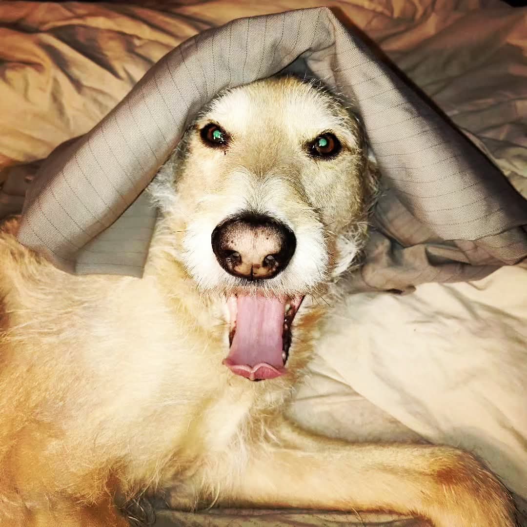 jacques_behar's tweet photo. Bobby Appreciation Post
๐ถ๐พ๐ถ๐พ๐ถ๐พ
#BobbyTheHappyDoggy #LabTerrierMix https://t.co/w4Ip6lyERS