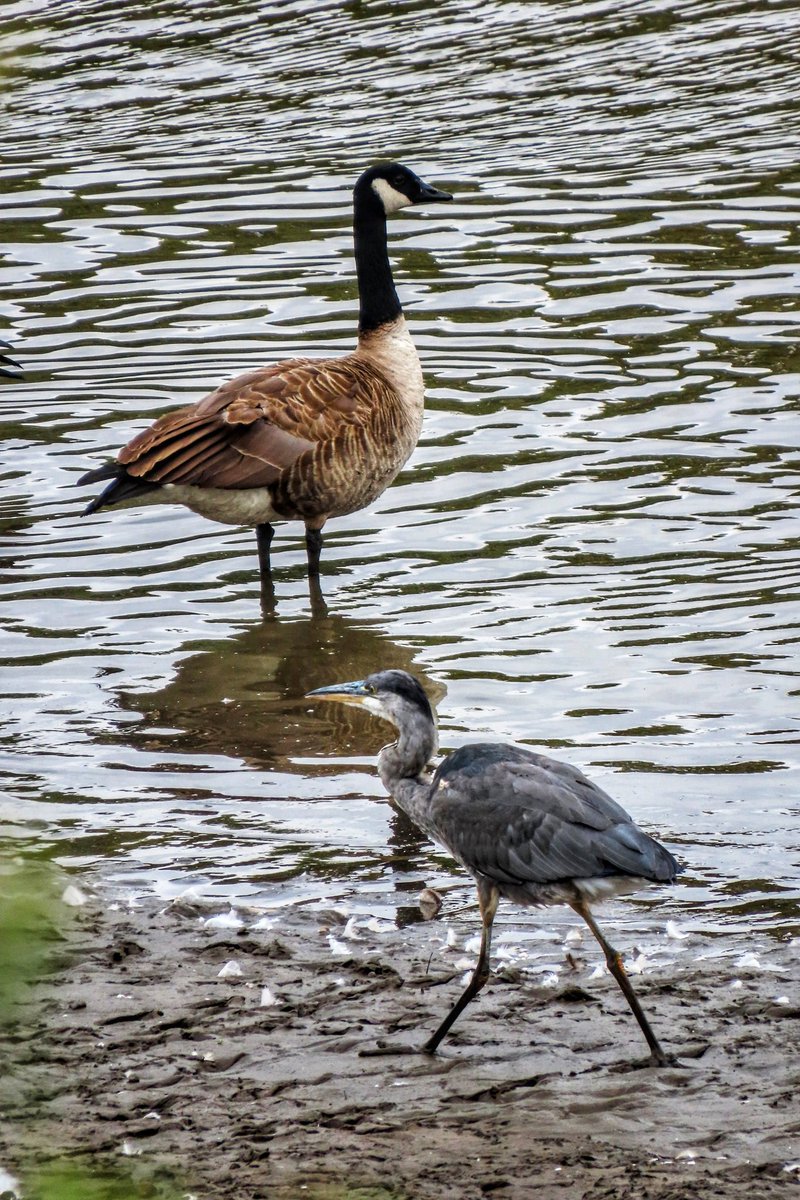 chrisbu03352910's tweet photo. #FridayFootsteps
Good evening all.βΊπββοΈ
Was trying to photograph a heron on mi mooch this morning but a bad tempered goose was not very happy about it..π«€π€·π»ββ
πΈ https://t.co/LJT2VZBagF