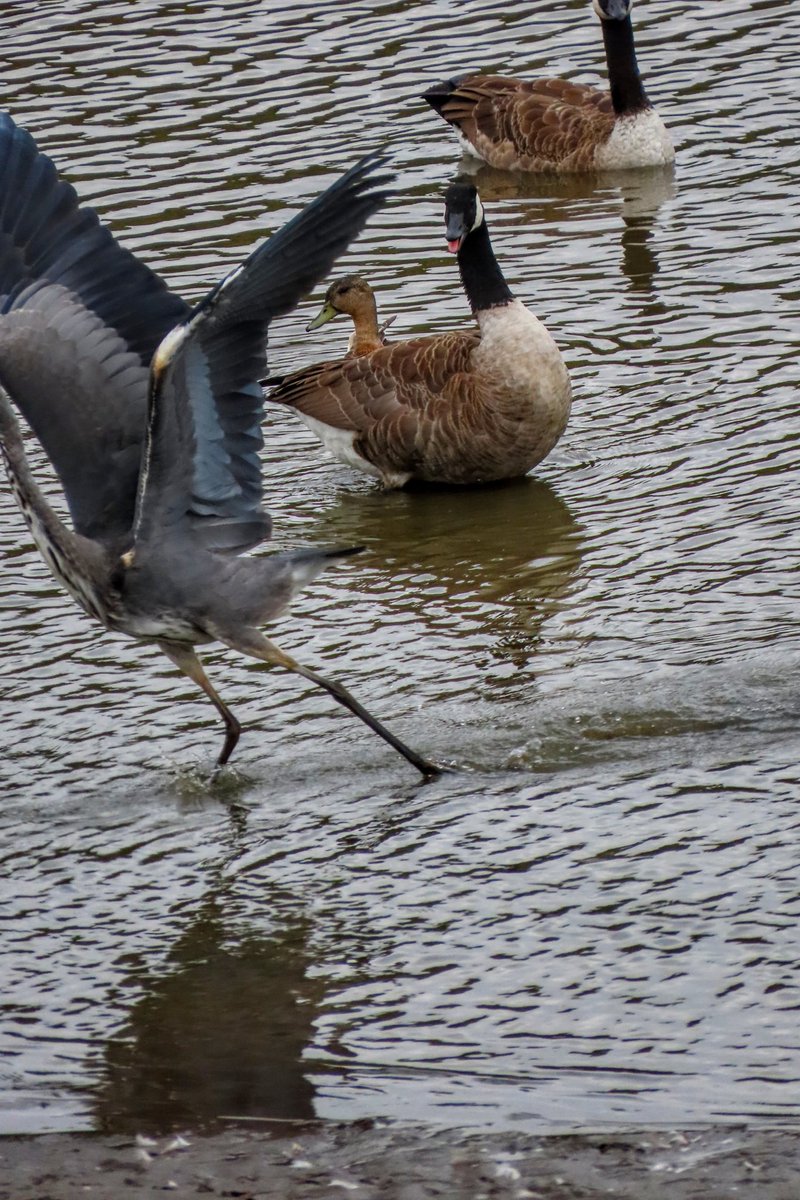 chrisbu03352910's tweet photo. #FridayFootsteps
Good evening all.βΊπββοΈ
Was trying to photograph a heron on mi mooch this morning but a bad tempered goose was not very happy about it..π«€π€·π»ββ
πΈ https://t.co/LJT2VZBagF