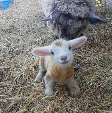 TweeetsOfDogs's tweet photo. Hello world, I'm 17 minutes old ❤️😊 https://t.co/2HliyCC4Or