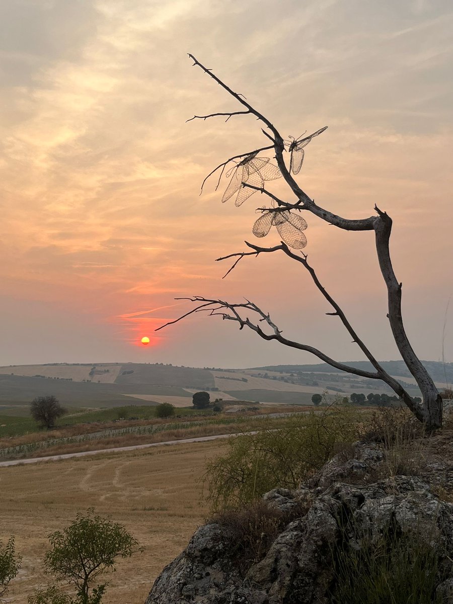 Helena Bayo tweet media