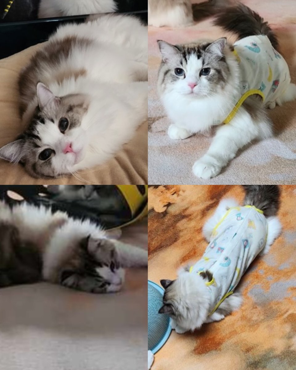 jjarchiv's tweet photo. luna - lucy - luke 🐱 https://t.co/NUVOTMw9Us